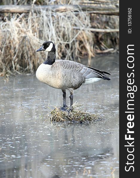 A Canadian Goose standing on a bog in a swamp surrounded by water. A Canadian Goose standing on a bog in a swamp surrounded by water.