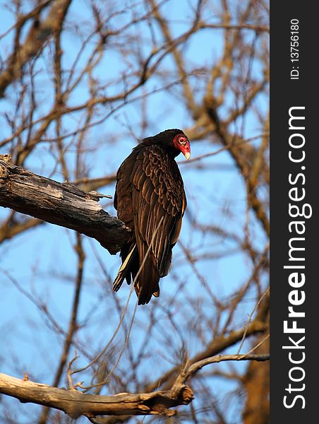 A huge black turkey vulture in a tree with a red face. A huge black turkey vulture in a tree with a red face.