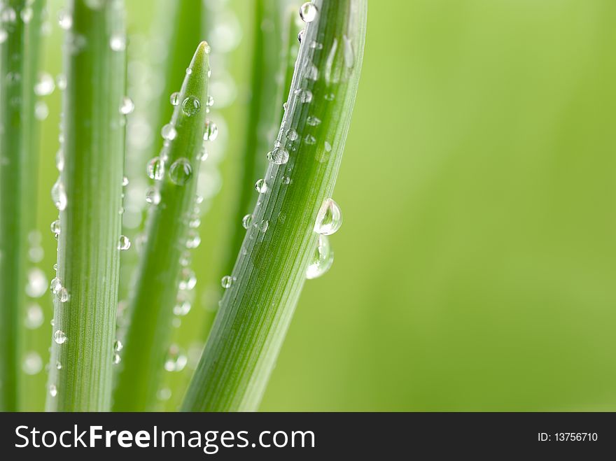 Fresh Green Plants