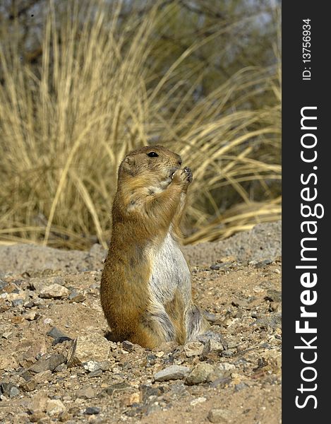 A prairie dog stands on its hind legs while eating food and watching for danger. Vertical shot. A prairie dog stands on its hind legs while eating food and watching for danger. Vertical shot.