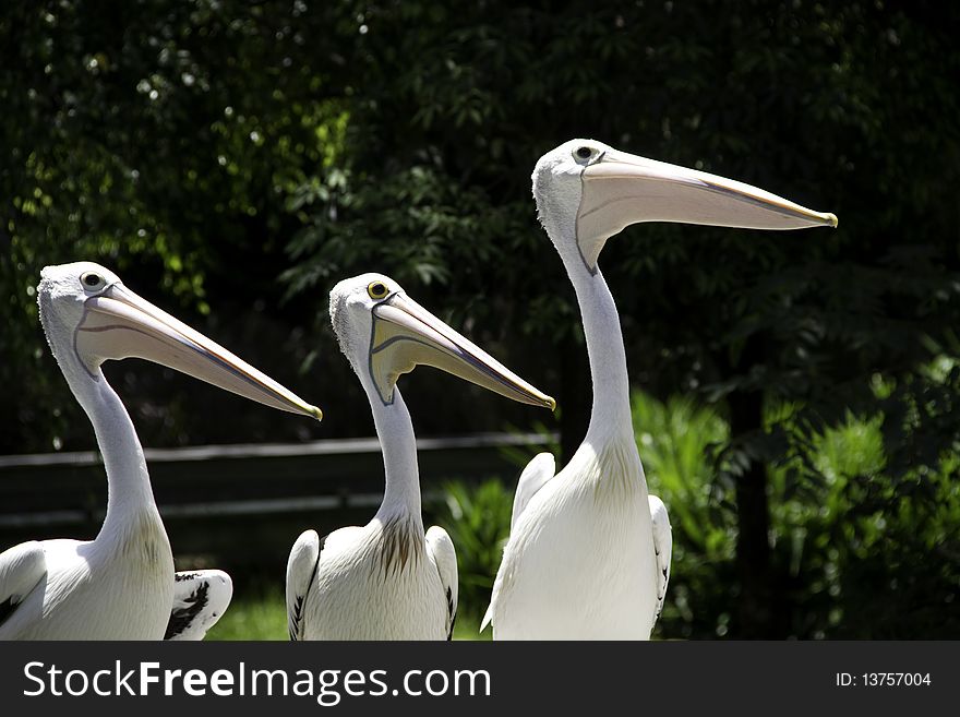 Three Pelocans captured at Jurong bird park, Singapore. Three Pelocans captured at Jurong bird park, Singapore