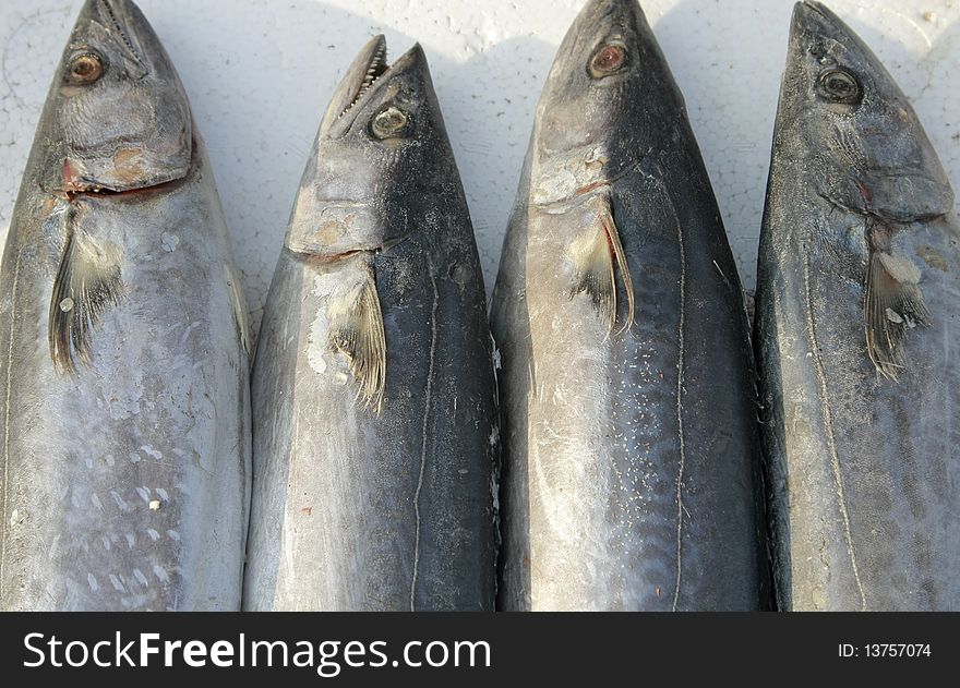 Four Fish on Ice isolated on white background. Four Fish on Ice isolated on white background