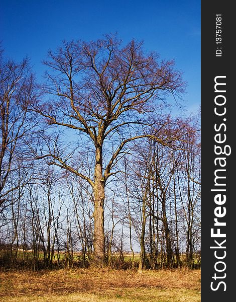 Winter landscape of young grey forest with bright blue sky. Winter landscape of young grey forest with bright blue sky