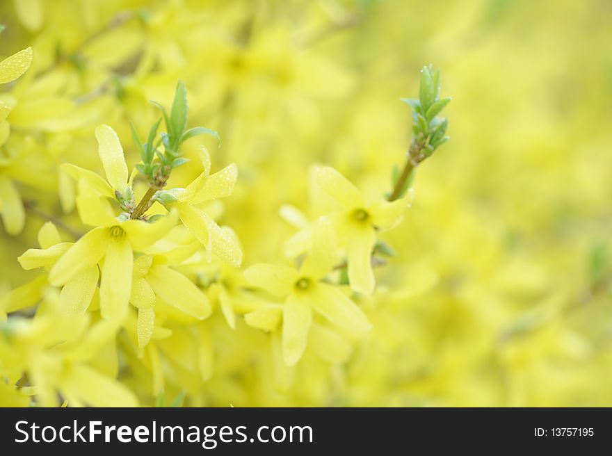 Background with yellow flowers , spring time