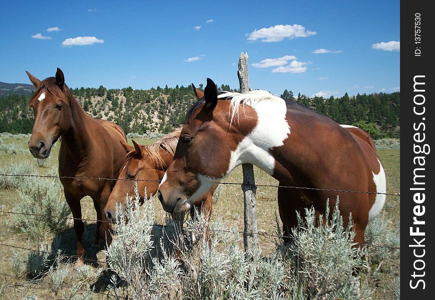 Three horses relaxing in the hot sun in Montana.