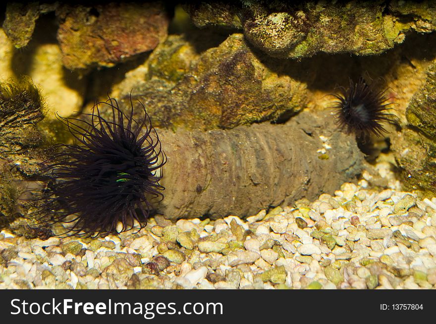 Anemone In Aquarium