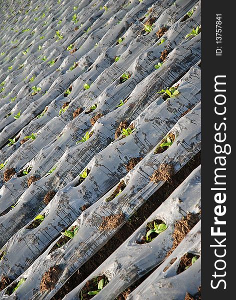 Tobacco sprouting in the farmland