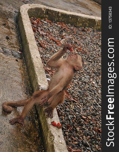 capuchin monkey with red strawberry. capuchin monkey with red strawberry