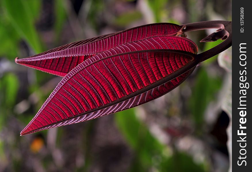 Closeup of red Plant leaves