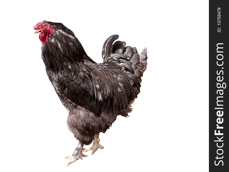 Black cock on a white background