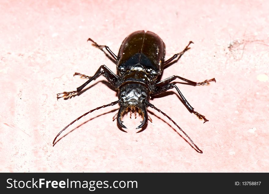 Image of adult stag beetle