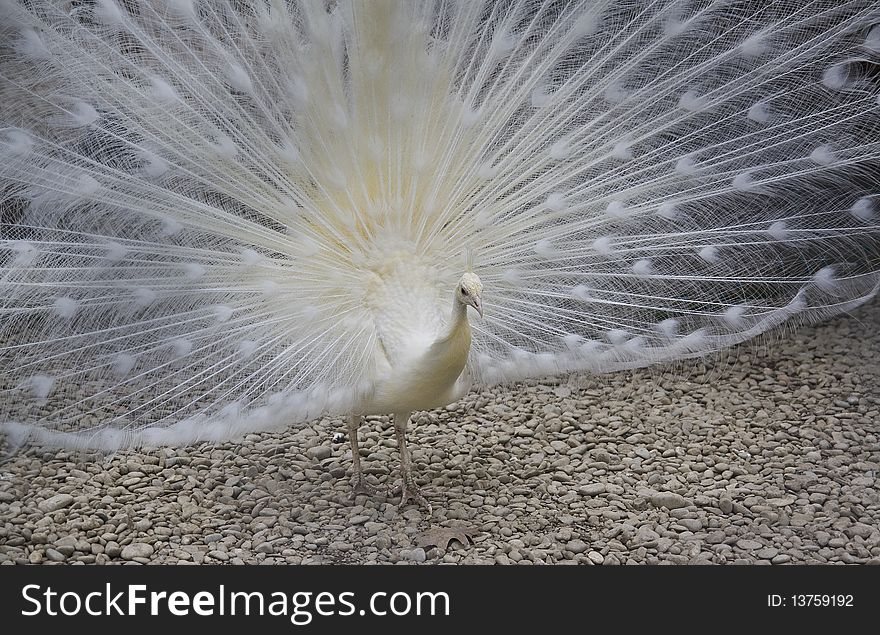 White Peacock, photo taken in a park from Romania