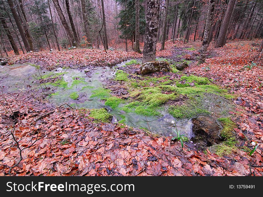 Rising from thaw in the spring wood