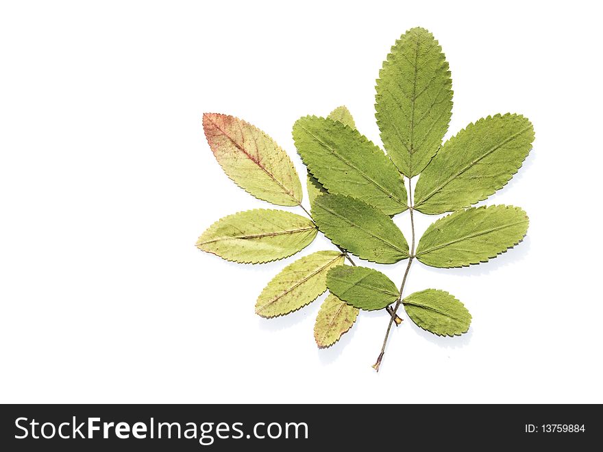 Dry leaves on a white background. Dry leaves on a white background