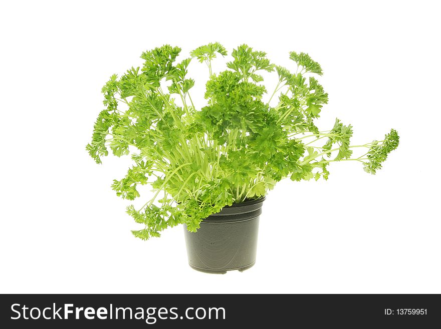 Fresh growing curly leaf parsley in a pot. Fresh growing curly leaf parsley in a pot