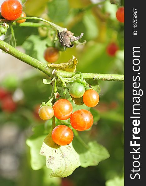 Red wild berries looking beautiful in sunny day.