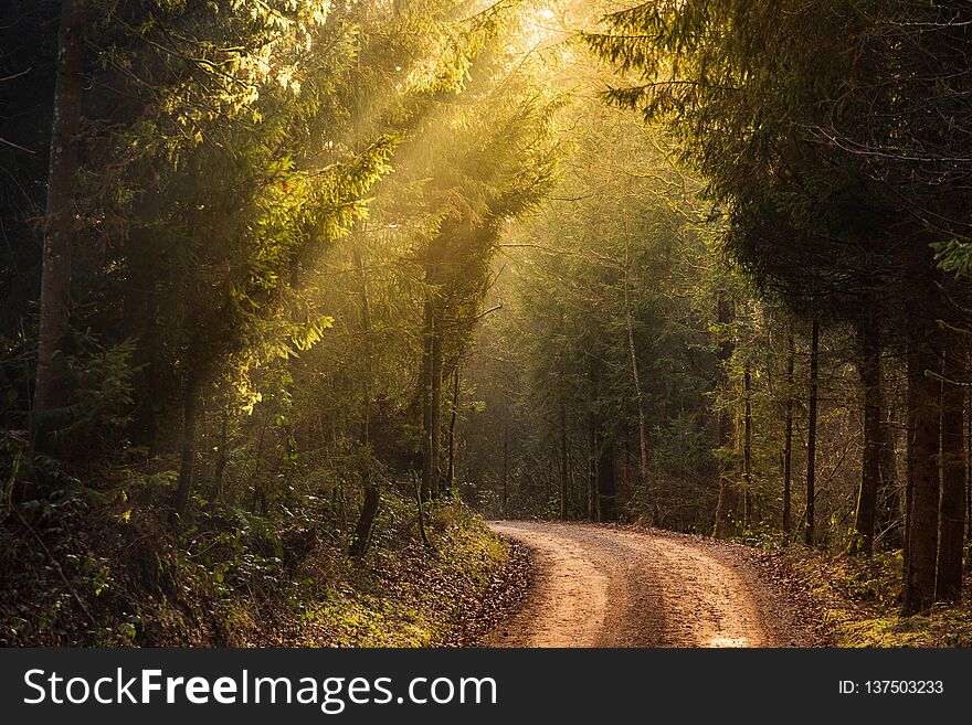 Sun rays through the trees in foggy forest.