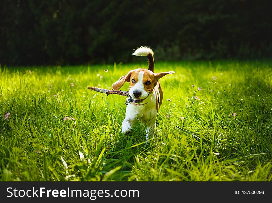 Dog run towards camera on a green grass outdoors fetching