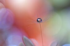 Beautiful Spring Nature.Beautiful Blurred Orange Nature Background,banner For Website,garden Concept.Colorful,colors.Macro. Royalty Free Stock Images Beautiful Spring Nature.Beautiful Blurred Orange Nature Background,banner For Website,garden Concept.Colorful,colors.Macro. Royalty Free Stock Images