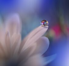 Beautiful Spring Nature Blossom.Beautiful Blurred Blue Nature Background,banner For Website,garden Concept.Colorful,colors.Macro. Royalty Free Stock Photo Beautiful Spring Nature Blossom.Beautiful Blurred Blue Nature Background,banner For Website,garden Concept.Colorful,colors.Macro. Royalty Free Stock Photo