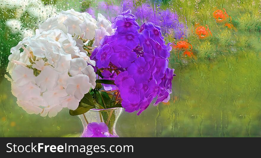 Purple and white Phlox in a vase background of rain drops on the window, a flowered garden celebration weddings congratulations