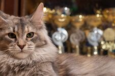 Maine Coon Champion On The Background Of Cups Cat Show Winners Royalty Free Stock Photos