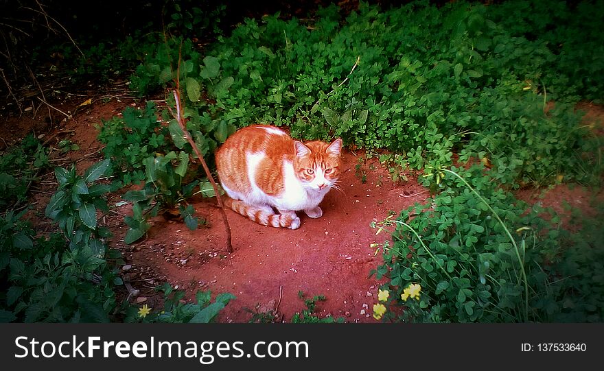 Red adorable cat sit in wild garden with green vibrant flora around. Red adorable cat sit in wild garden with green vibrant flora around