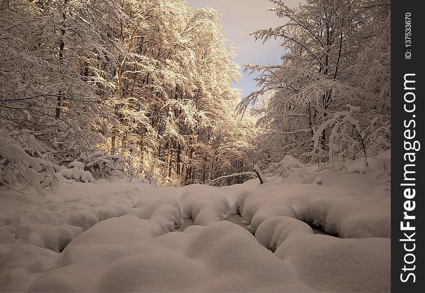 Winter cold day in forest without people. Winter cold day in forest without people