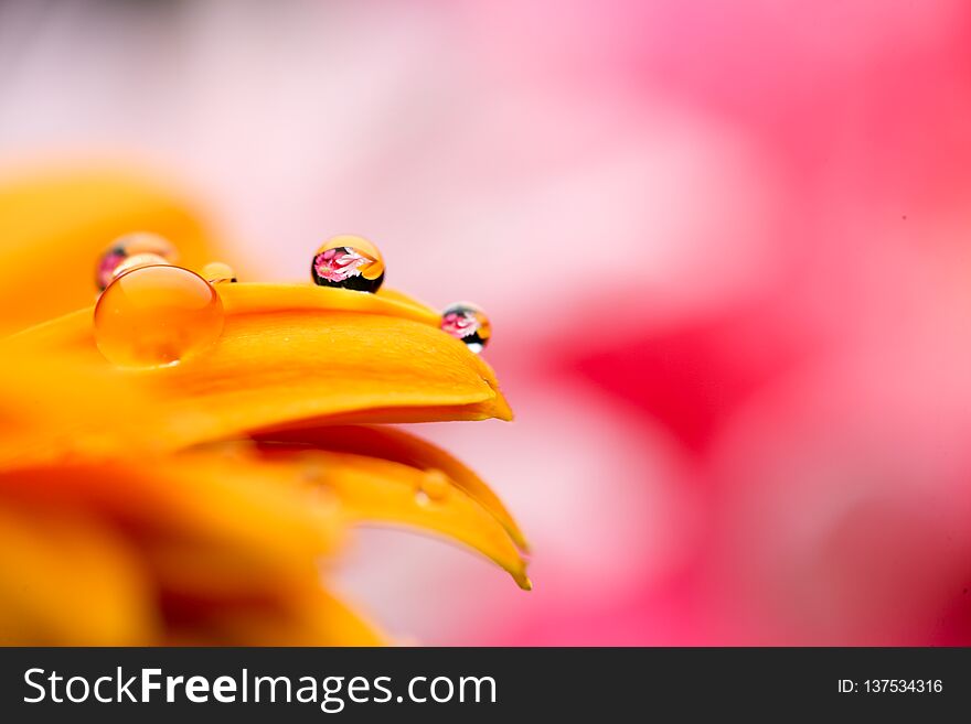 Closeup picture of orange transvaal daisy fills in a whole screen.