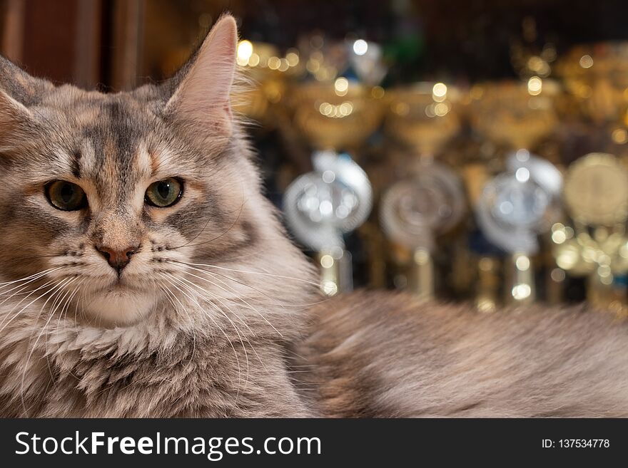 Maine Coon champion on the background of cups cat show winners. Cat color: black tortie silver ticked tabby fs 25