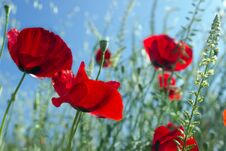 Bright Red Poppies On Spring Meadow. Spring Floral Background. Royalty Free Stock Images