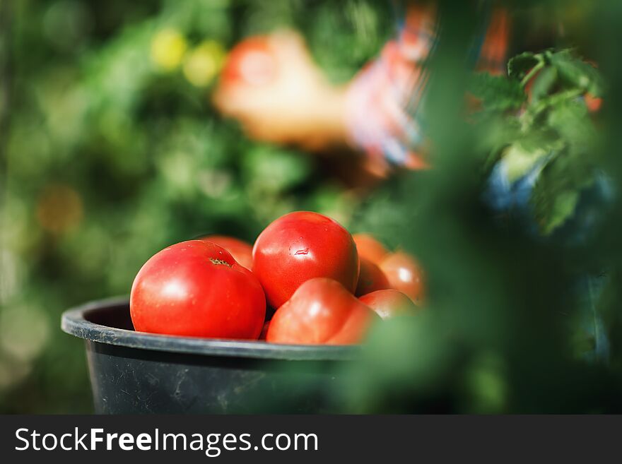 Harvesting ripe tomatoes from the garden, close-up