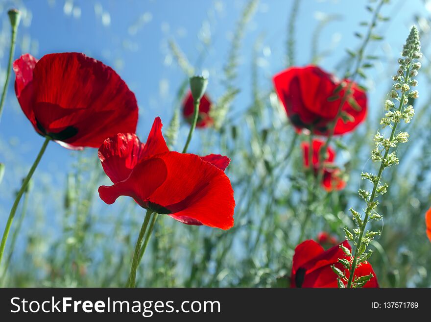 Bright red poppies on spring meadow. Spring floral background.