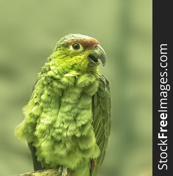 Amazona autumnalis lilacina, Ecuadorian Amazone is parrot native to Ecuador in South America with a black beak, subdued coloring and gentle, agreeable temperament. Close up