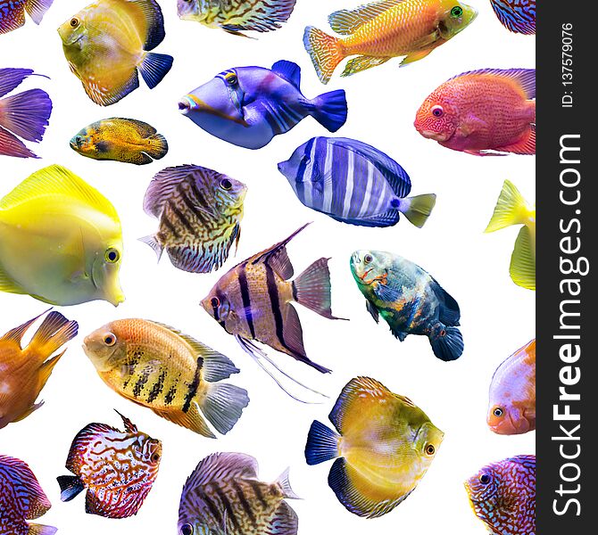 Seamless pattern. Multi-colored fishes on a white background.