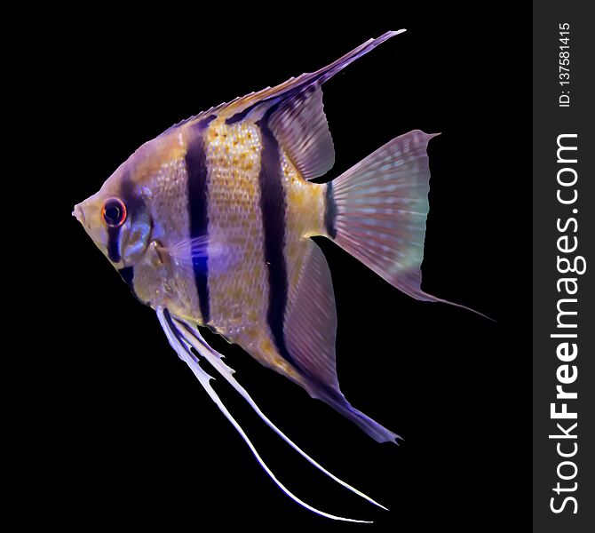 Tropical Striped Freshwater Fish In An Aquarium.