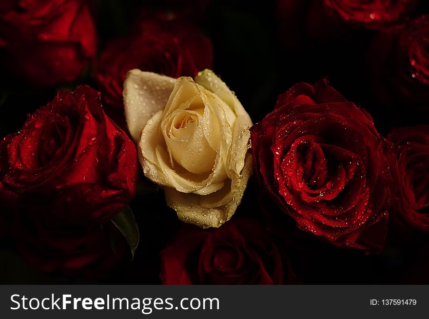 Gorgeous red and white roses in drops close-up on a black background.