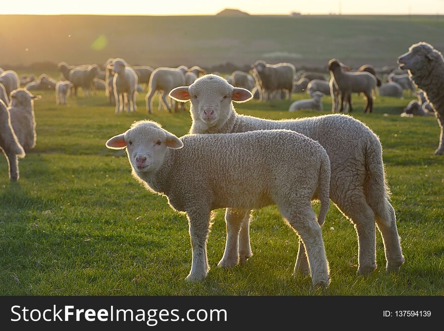 Herd of sheep and lambs on sunset field