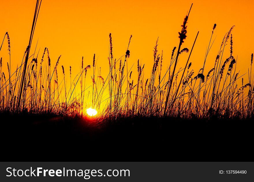 Wild grassland at sunset time. Black silhouette of grass and orange evening sky on the background