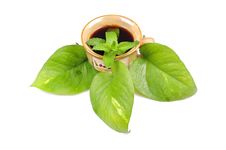 Mint Tea Stock Image Mint Tea Stock Image