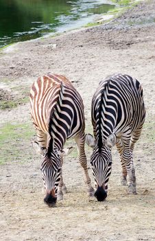 Zebra Pair Stock Photo Zebra Pair Stock Photo