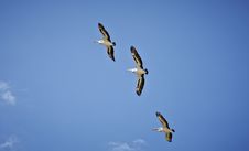 Flock Of Pelicans Flying Stock Photos