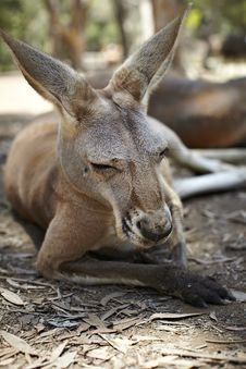 Sleeping Kangaroo Royalty Free Stock Image