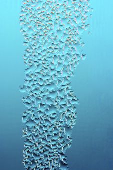 Droplets Royalty Free Stock Image Droplets Royalty Free Stock Image