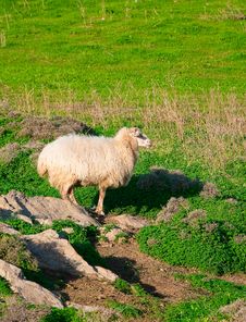 Ram On A Rock In The Middle Of Green Meadows Stock Image
