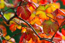 Autumn Leaves In Morning Light Stock Image Autumn Leaves In Morning Light Stock Image