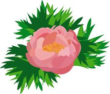 Pink Peony Royalty Free Stock Photography Pink Peony Royalty Free Stock Photography