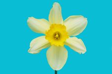 Daffodil Stock Photography