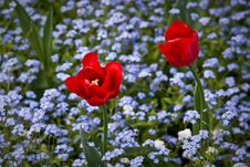 Red Tulips Royalty Free Stock Photos Red Tulips Royalty Free Stock Photos