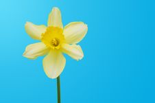 Spring Flower Stock Images Spring Flower Stock Images